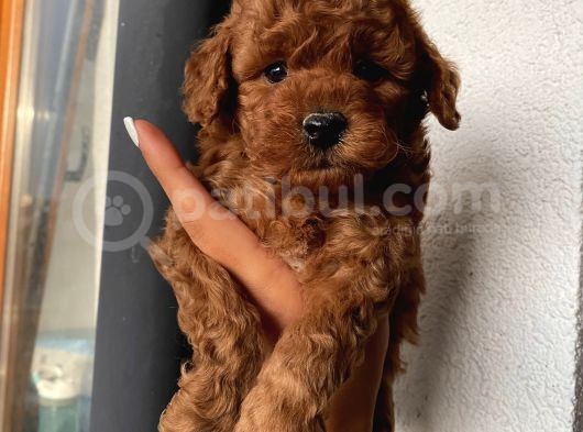 Ev Ortamında Toypoodle Bebeklerimiz görsel