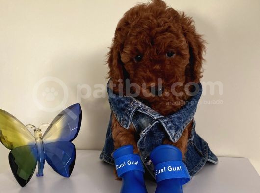 Aşılı Pasaportlu Toypoodle Yavrular görsel