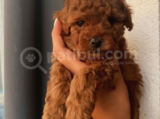 Karamel’in Birbirinden Sevimli Toypoodle Bebekleri görsel