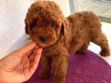 Oyuncu Toypoodle Bebekler Redbrown