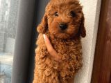 Ev Ortamında Toypoodle Bebeklerimiz