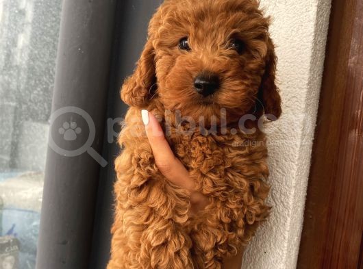 Ev Ortamında Toypoodle Bebeklerimiz görsel