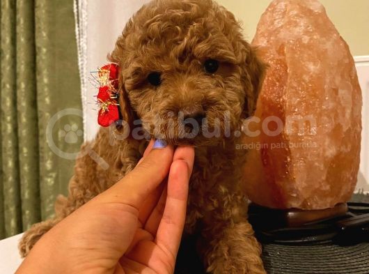 Redbrown Toypoodle Bebekler görsel