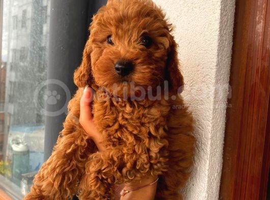 Redbrown Toypoodle Bebekler görsel