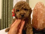 Sağlık Ve Irk Garantili Poodle Yavrularımız