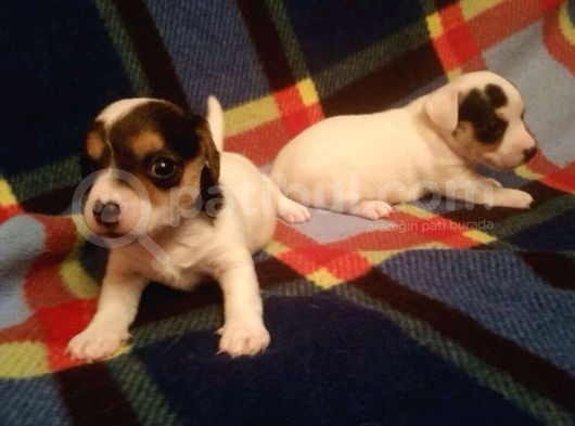 Jack Russell Yavruları Mama Ve Malzeme Kampanyalı görsel