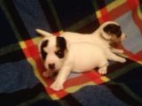 Jack Russell Yavruları Mama Ve Malzeme Kampanyalı