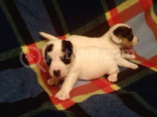 Jack Russell Yavruları Mama Ve Malzeme Kampanyalı görsel