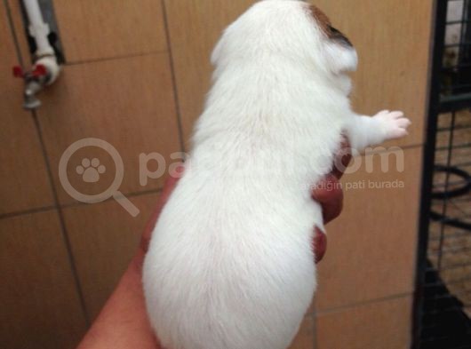 Jack Russell Yavruları Mama Ve Malzeme Kampanyalı görsel