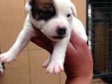 Jack Russell Yavruları Mama Ve Malzeme Kampanyalı