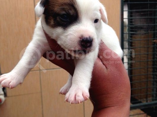 Jack Russell Yavruları Mama Ve Malzeme Kampanyalı görsel