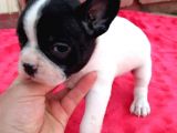 French Bulldog Yavrularımız Yeni Yuvalarına Gitmeye Hazır