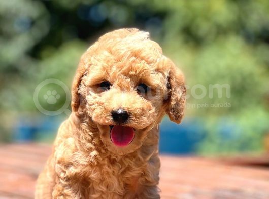 Muhtesem Guzellikte Poodle Bebekler görsel