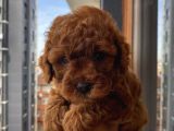 Redbrown Toypoodle Bebekler