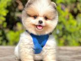 Teddy Face Pomeranian Boo Bebeklerimiz