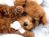 Safkan Toy Poodle Bebekler