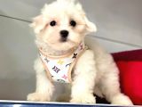 0 Numara Kore Kan Maltese Yavrularimiz