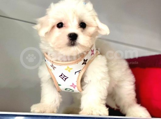 0 Numara Kore Kan Maltese Yavrularimiz görsel