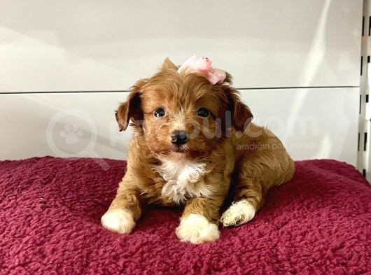 Maltipoo Mix Irk Yavrular görsel