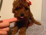 Ev Doğumlu Toypoodle Bebeklerimiz