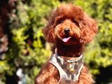Safkan Toy Poodle