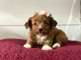 Maltipoo Mix Irk Yavrular