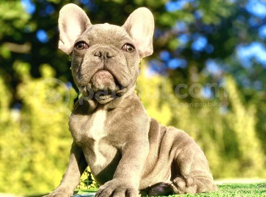 Blue French Bulldog Mükemmel Anatomi̇ Yavrumuz görsel