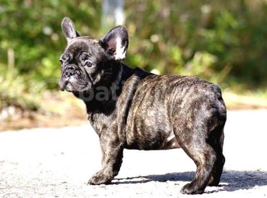 Bri̇ndle French Bulldog A Kali̇te Yavrumuz görsel