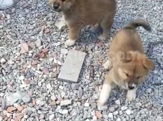 Son 2 Japon Akita Inu Yavrusu