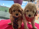 Redbrown Toypoodle Bebekler
