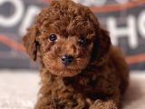 Red Brown Miniature Poodle