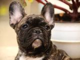 Bri̇ndle French Bulldog A Kali̇te Yavrumuz