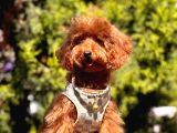 Safkan Toy Poodle