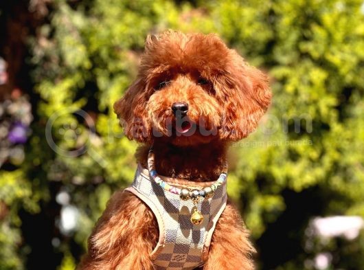 Safkan Toy Poodle