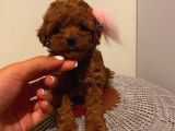 Ev Doğumlu Toypoodle Bebeklerimiz