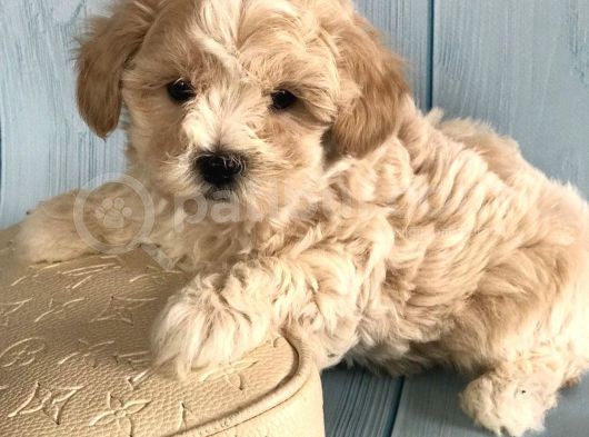 Üst Kalite Kıvırcık Maltipoo Yavrular görsel