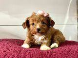 Maltipoo Mix Irk Yavrular