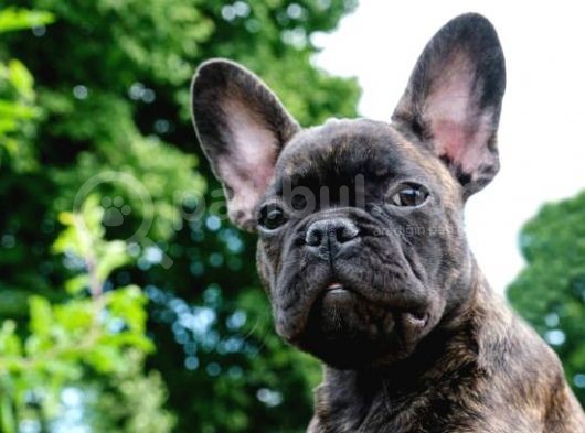 Bri̇ndle French Bulldog A Kali̇te Yavrumuz