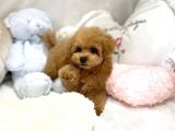 Mi̇ni̇ Toy Poodle Bebekleri̇mi̇z