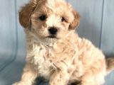 Üst Kalite Kıvırcık Maltipoo Yavrular