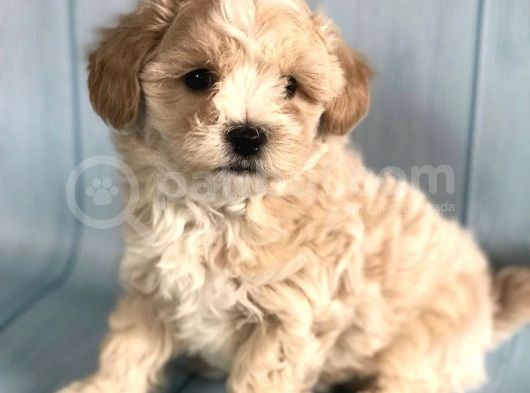 Üst Kalite Kıvırcık Maltipoo Yavrular görsel