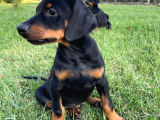 Safkan Doberman  Yavruları