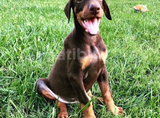 Safkan Doberman  Yavruları görsel