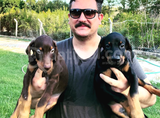 Safkan Doberman  Yavruları görsel