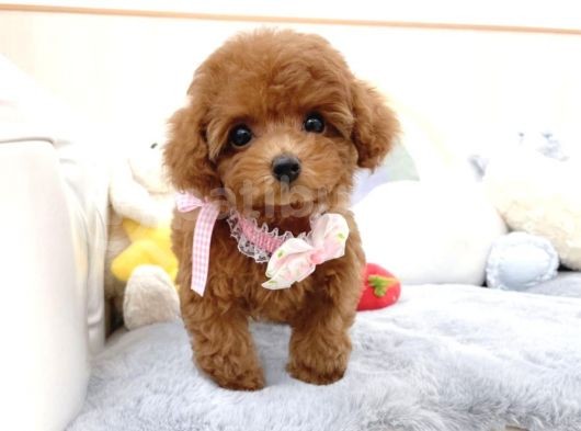 Safkan Toy Poodle Bebekler