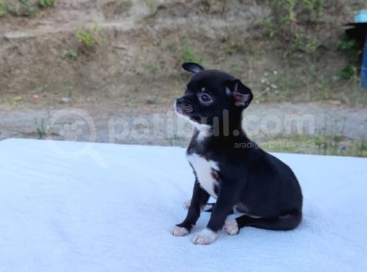Ev Içi Eğitimli Chihuahua Yavrumuz görsel