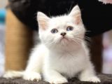 Lilac Point British Shorthair Yavrumuz