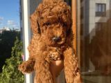 Ev Doğumlu Poodle Bebeklerimizi Gördünüz Mü