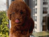 Dişi Ve Erkek Ev Ortamında Büyüyen Toypoodle Bebişler