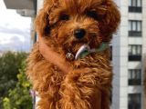 Aşılı Pasaportlu Poodle Yavrularımız